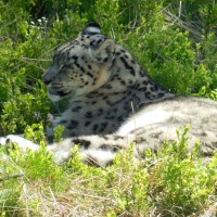 Snöleopard ... Snow Leopard ...